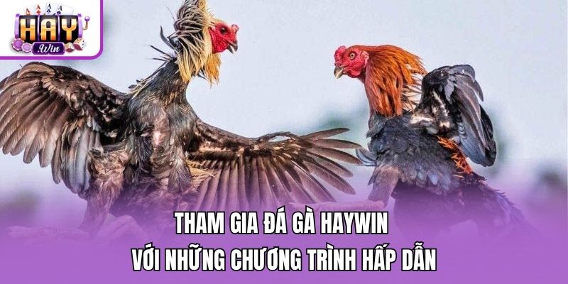 Tham gia đá gà Haywin với những chương trình hấp dẫn